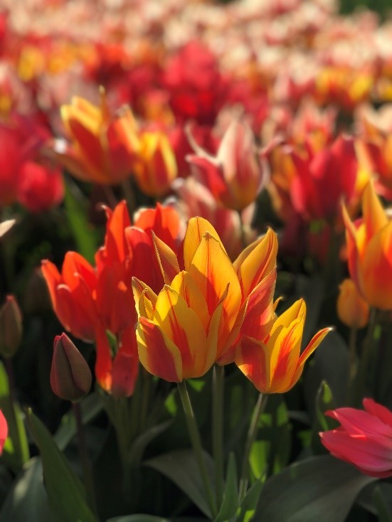 Een zorgvuldig verzorgde bloem — symbool voor aandacht en nauwkeurigheid